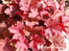Alūnė ,Cherry Cola' (lot. Heuchera)